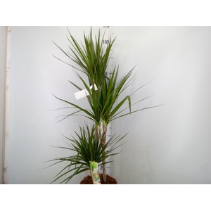 Dracaena marg.