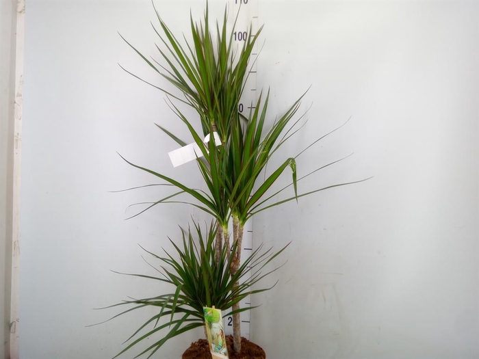 <h4>Dracaena marg.</h4>
