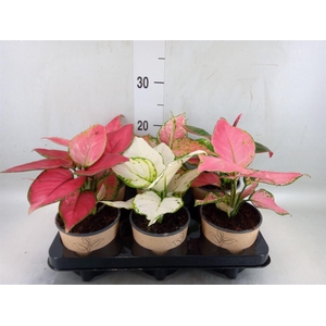 Aglaonema   ...mix
