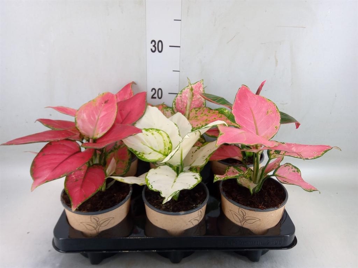 <h4>Aglaonema   ...mix</h4>