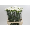 Dianthus St Holly
