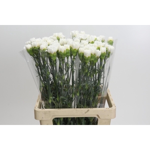 Dianthus St Holly