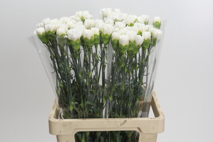 <h4>Dianthus St Holly</h4>
