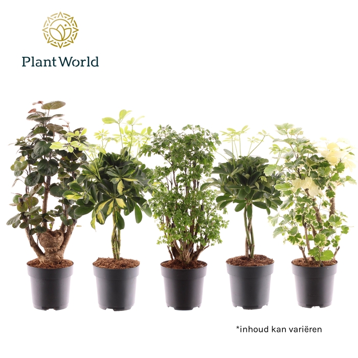 <h4>Polyscias vertakt en Schefflera gevlochten stam mix</h4>