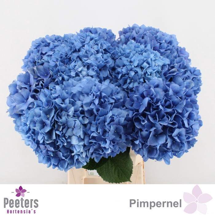 <h4>HYDR M CH PIMPERNEL</h4>