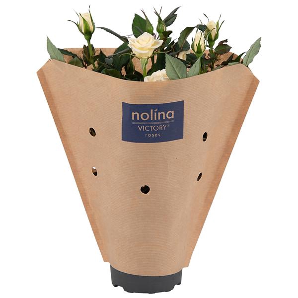 <h4>Rosa Victory White Paper Sleeve</h4>