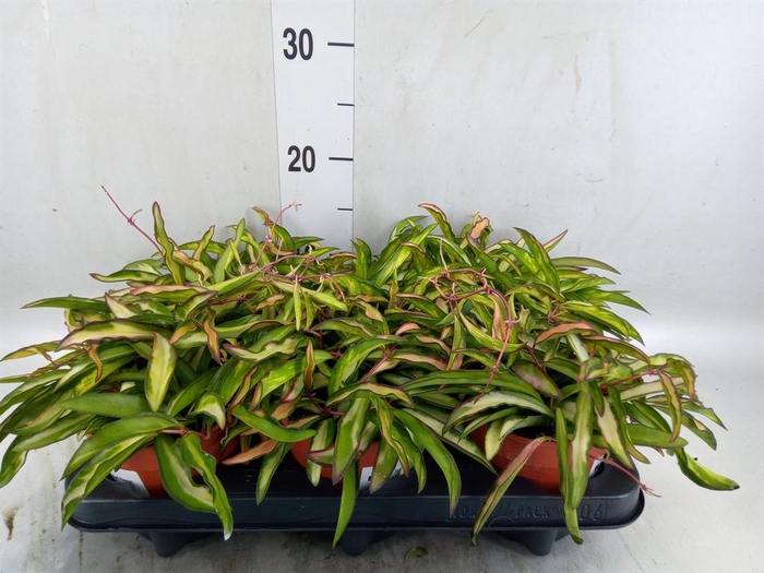 <h4>Hoya wayetii 'Tricolor'</h4>