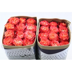 R Gr Contrast Garden