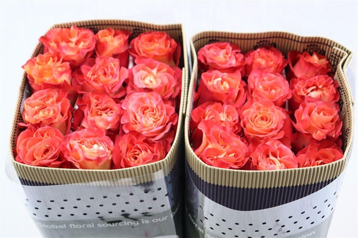 <h4>R Gr Contrast Garden</h4>