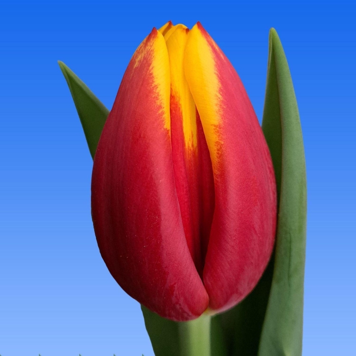 <h4>Tu En Jumpshot</h4>