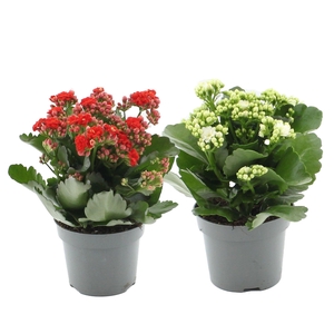 Kalanchoë 2 color mix in transparant sleeve