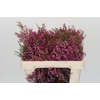 Kaaps Groen Erica Melanthera