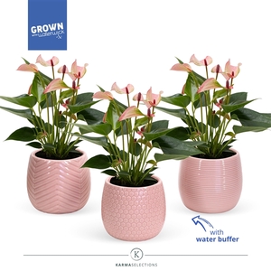 Anthurium - Karma Hotlips | Sierpot Lovely | Veenvrij