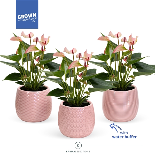 <h4>Anthurium - Karma Hotlips | Sierpot Lovely | Veenvrij</h4>