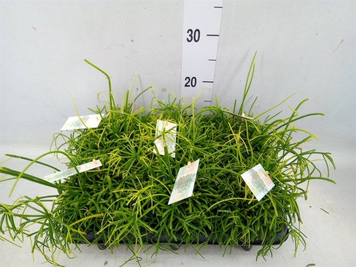 <h4>Rhipsalis baccifera 'Oasis'</h4>