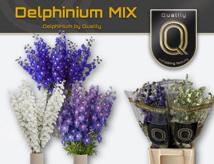 <h4>Delphinium DU    ...mix in fust</h4>