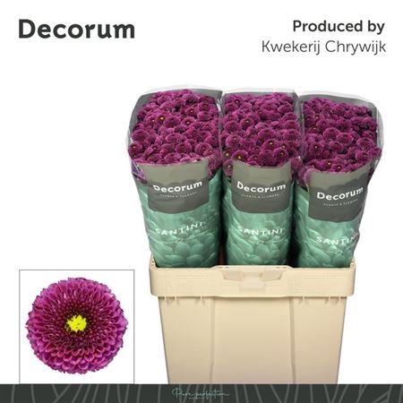 <h4>Chr S Aaa Purpetta</h4>