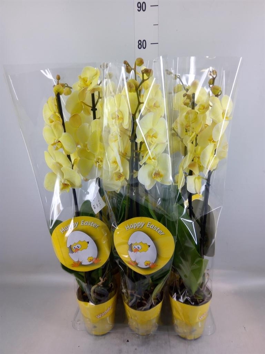 <h4>Phalaenopsis ...</h4>