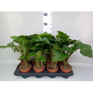 Alocasia  'Low Rider'