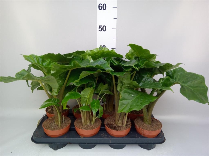 <h4>Alocasia 'Low Rider'</h4>