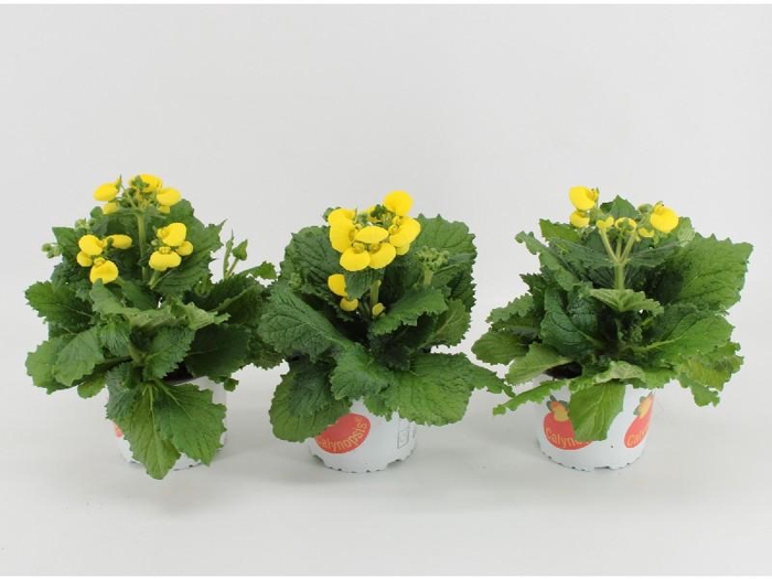 Calceolaria Calynopsis geel