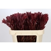 Leucadendron Jester