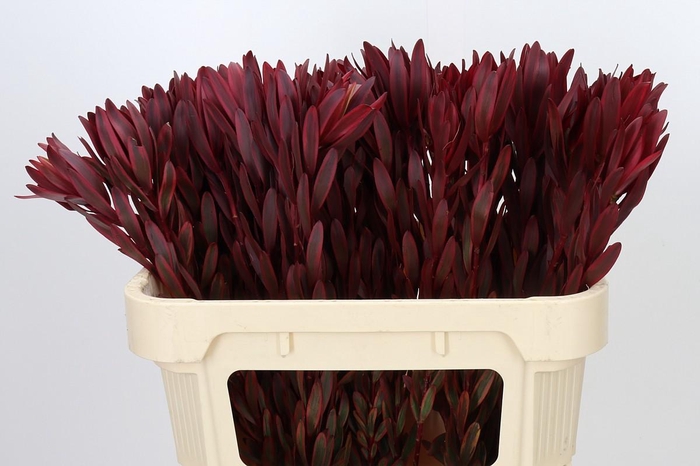 Leucadendron Jester