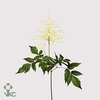 Astilbe washington