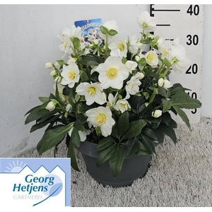 HELL NI HGC WINTERGO