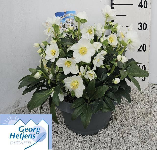 <h4>HELL NI HGC WINTERGO</h4>