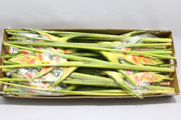 <h4>HELIC WAGNERIANA</h4>