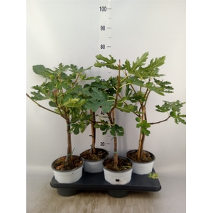 Ficus carica