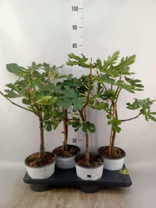 <h4>Ficus carica</h4>