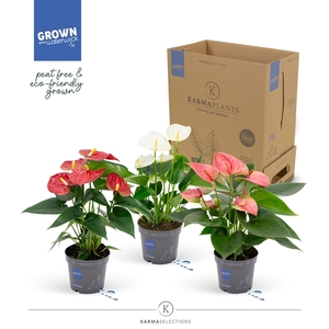 Mimesis Anthurium KARMA Grandi Flora mix - 9cm