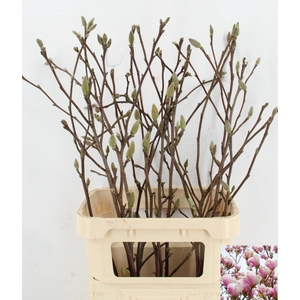 MAGNOLIA PER STEM 100CM