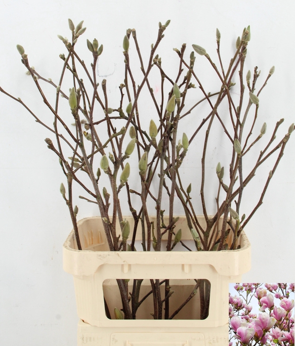 <h4>MAGNOLIA PER STEM 100CM</h4>