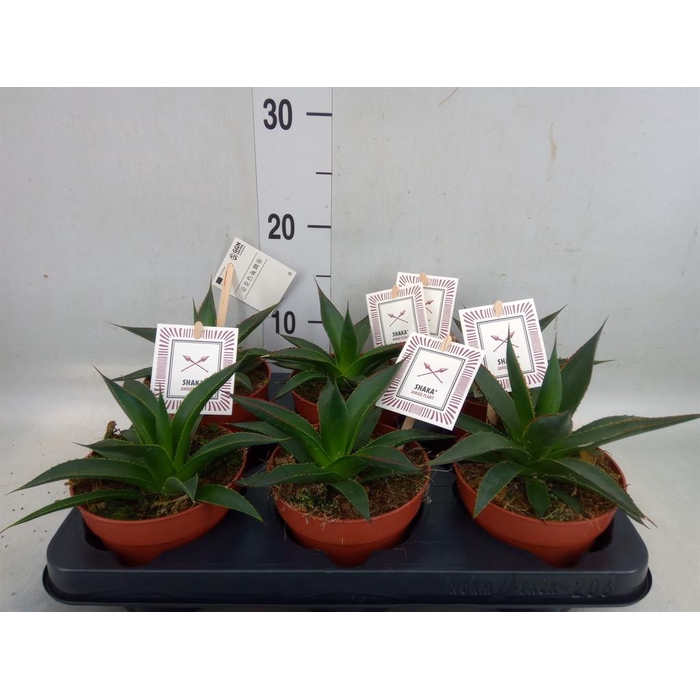 <h4>Agave  'Shaka Zulu'</h4>