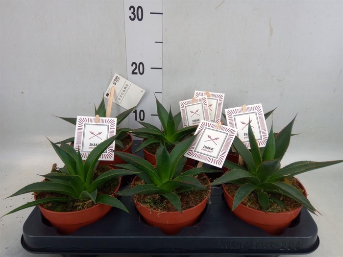 <h4>Agave  'Shaka Zulu'</h4>