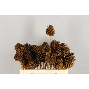 Stick Pine Cone Cinnamon Dust