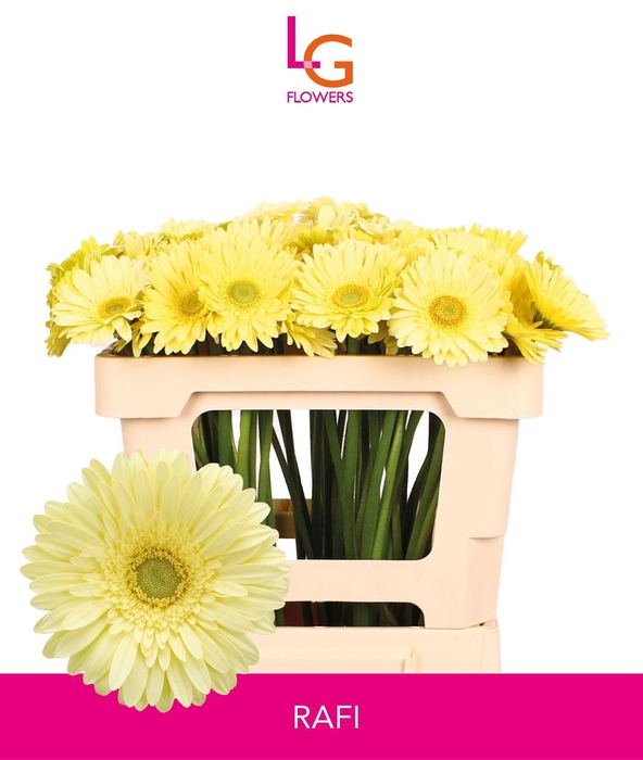 <h4>GERMINI OV RAFFI</h4>