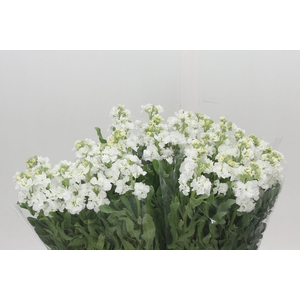 Matthiola Iron White