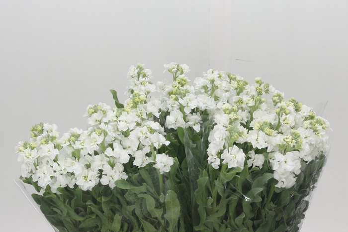<h4>Matthiola Iron White</h4>