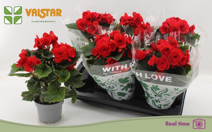 <h4>BEG DU BALADIN</h4>