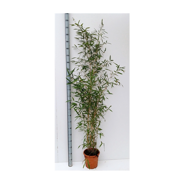 <h4>Phyllostachys aurea</h4>