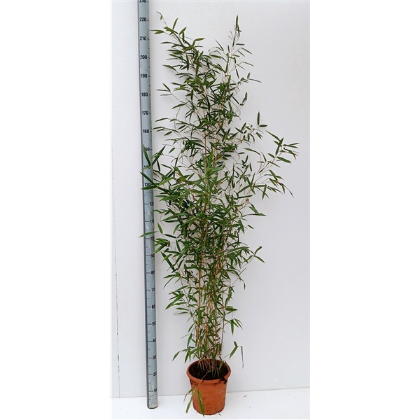 Phyllostachys aurea