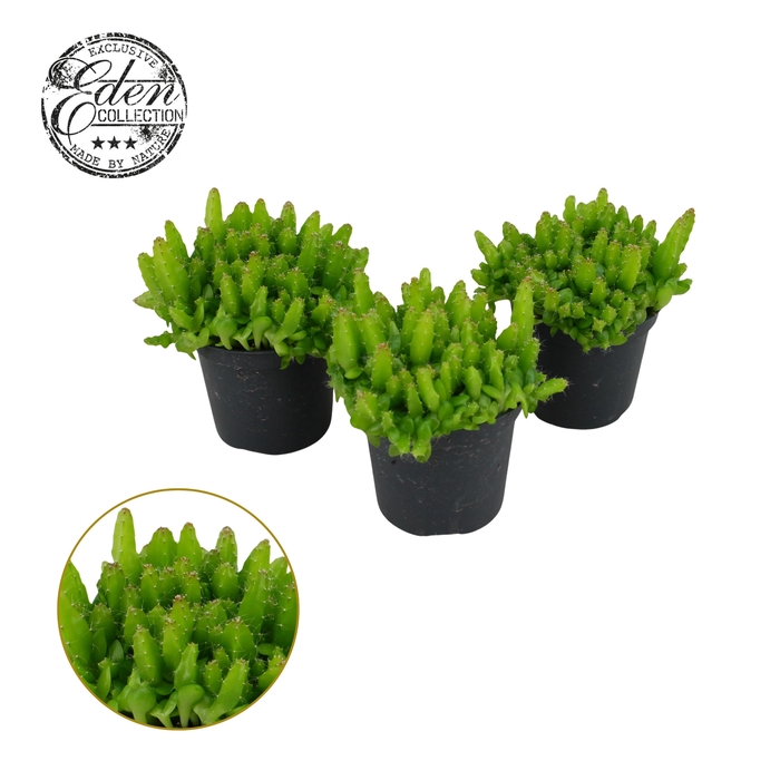 <h4>Hylocereus Undatus 7cm</h4>