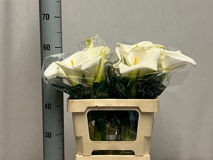 <h4>ZANT AE CHILDSIANA</h4>