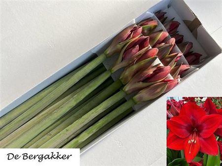 <h4>Hipp Ga Romeo</h4>