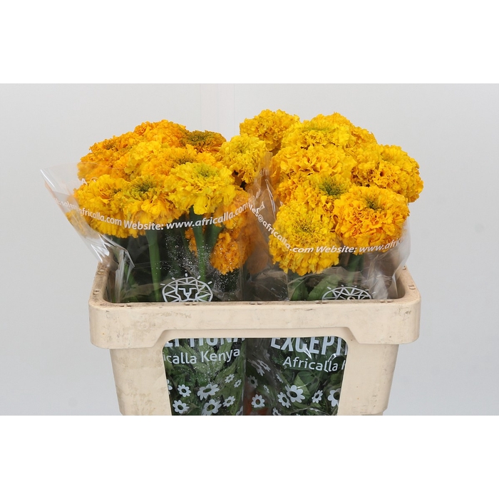 <h4>Tagetes Marigold Promise Orange</h4>