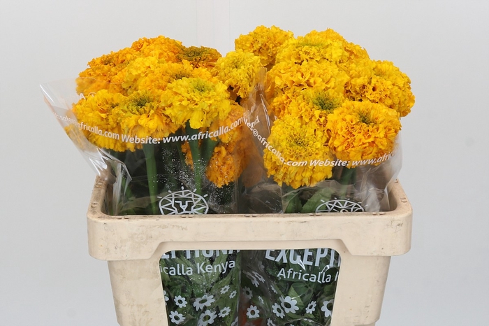 Tagetes Marigold Promise Orange